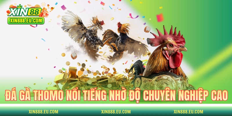 Đá gà Thomo rất nổi tiếng nhờ độ chuyên nghiệp cao