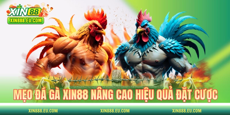 Mẹo đá gà XIN88 nâng cao hiệu quả đặt cược